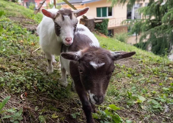 Vila La Chevrerie Centre Épinal